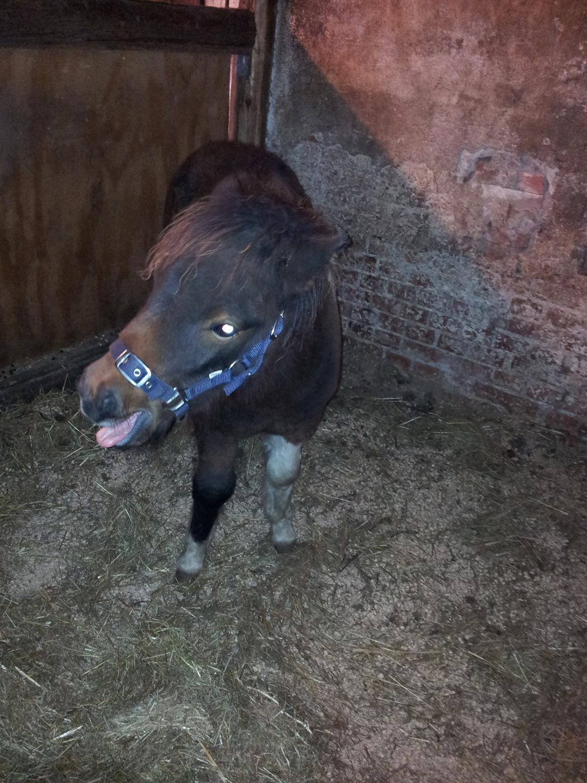 Shetlænder Ambassador (Basse) *himmelhest* - Ambassador er lige kommet hjem, efter 1,5 time i hestetrailer  billede 12