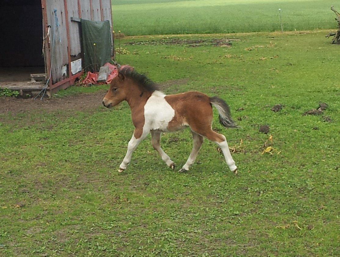 Shetlænder Ambassador (Basse) *himmelhest* - Basse 1 mdr. gammel billede 4