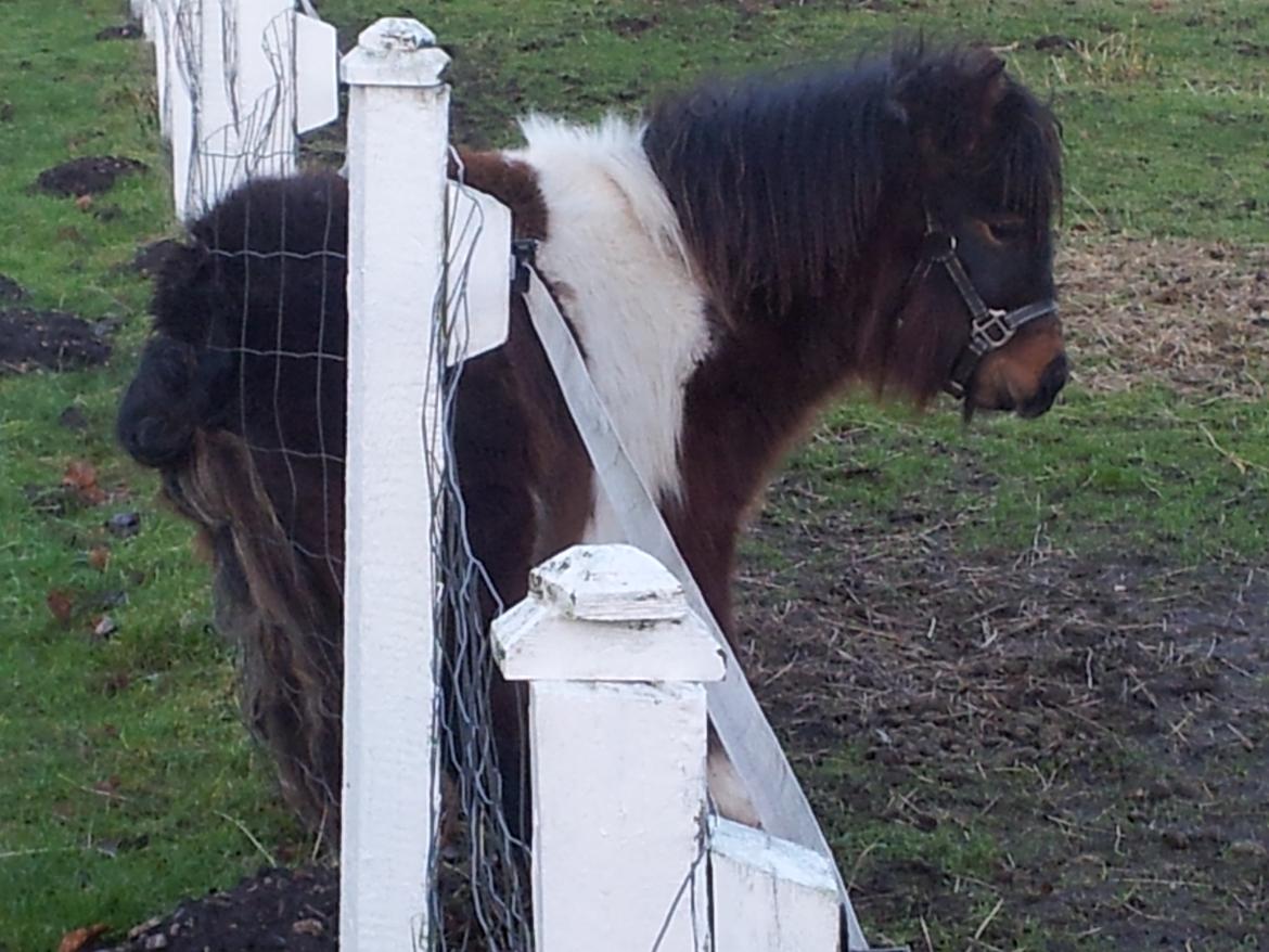 Shetlænder Ambassador (Basse) *himmelhest* billede 11