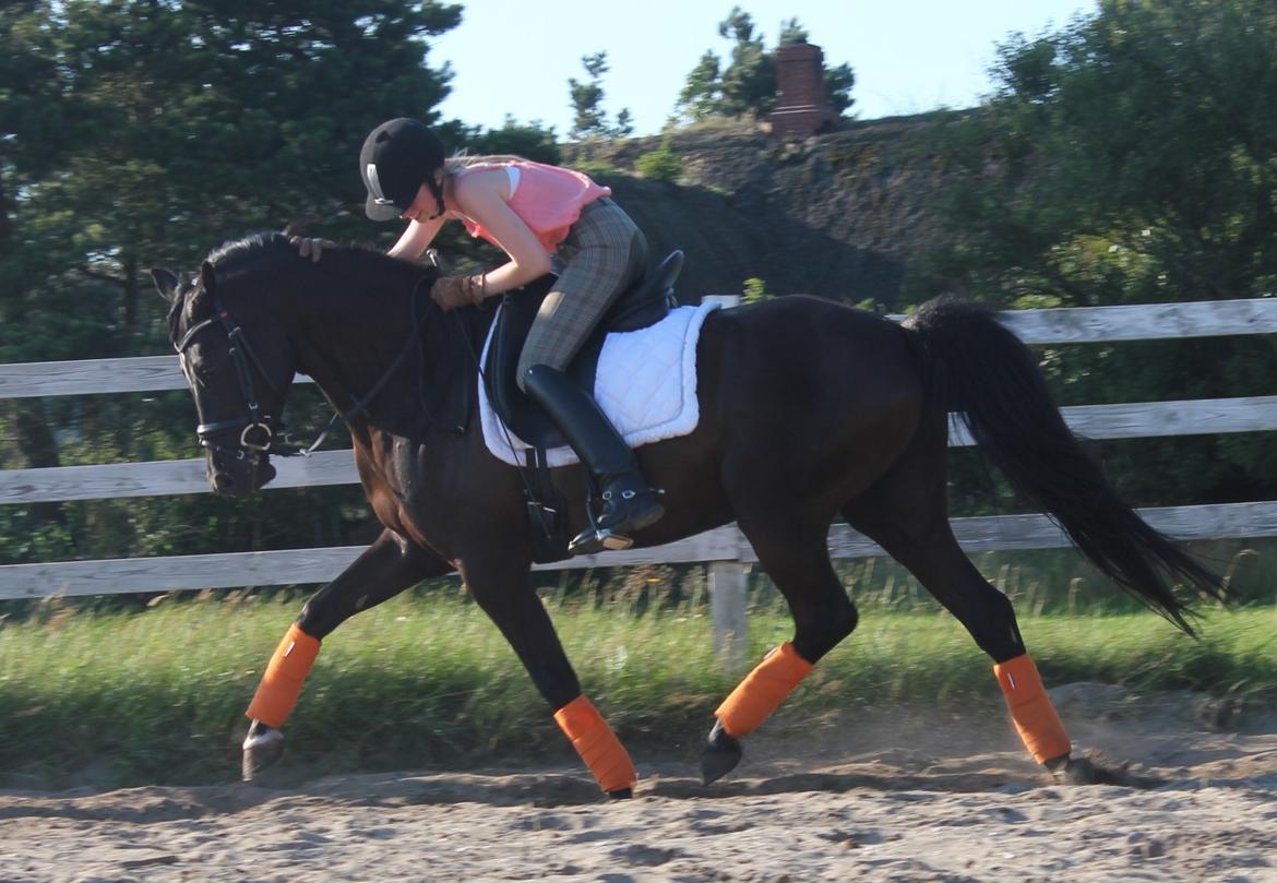 Tysk Sportspony VICTORY A-pony SOLGT - 2 uger sammen billede 41