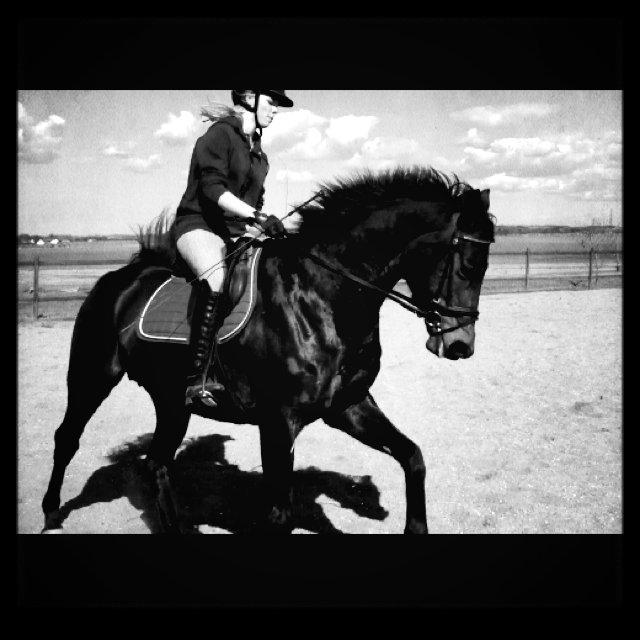 Dansk Varmblod - Fairline billede 17