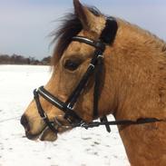 Anden særlig race Ramino