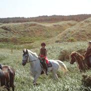 Irsk Sportspony Dynamite Silver