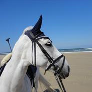 Irsk Sportspony Dynamite Silver