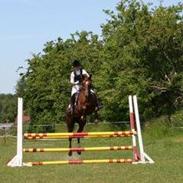 Dansk Varmblod Brunsgaards Elektra