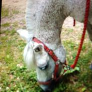 Anden særlig race Luna