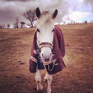 Anden særlig race Sleipner (Bamse)