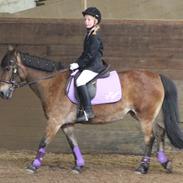 Anden særlig race Chenie [Rider ikke mere]