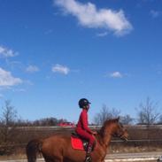 Dansk Varmblod brite light