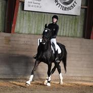 Dansk Varmblod Sazkibard