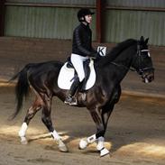 Dansk Varmblod Sazkibard