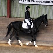 Dansk Varmblod Sazkibard