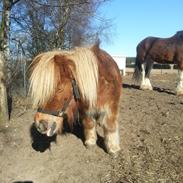 Shetlænder Ingeborg