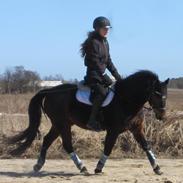 Welsh Pony (sec B) Korreborg's Sonny Boy " SOLGT" :(