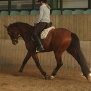 Dansk Varmblod Petong