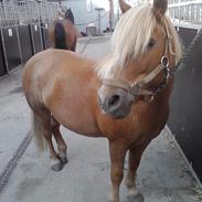 Anden særlig race Felix (Prins Felix)