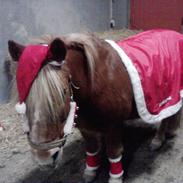 Anden særlig race Felix (Prins Felix)