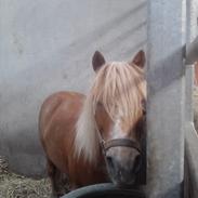 Anden særlig race Felix (Prins Felix)