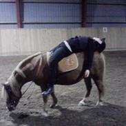 Anden særlig race Felix (Prins Felix)