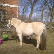 Fjordhest Hashagens Halgrim ("Humle")