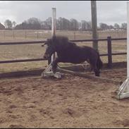 Knabstrupper Gizmo [min søsters pony]