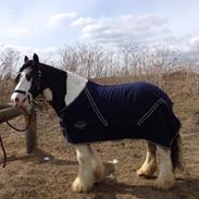 Tinker Trold (rideskolehest) <3