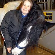 Tinker Trold (rideskolehest) <3