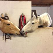 Polsk Varmblod Rokse