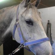 Polsk Varmblod Rokse