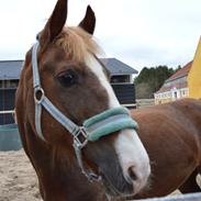 Anden særlig race Pixiline *solgt* Tidl. part ;( ;(