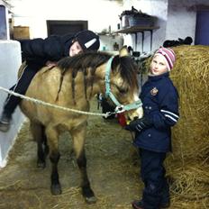 Anden særlig race Ramino