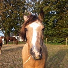 Anden særlig race Ramino