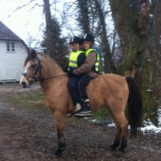 Anden særlig race Ramino