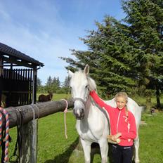 Irsk Sportspony Dynamite Silver