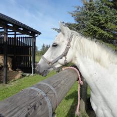 Irsk Sportspony Dynamite Silver