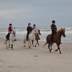 Irsk Sportspony Dynamite Silver