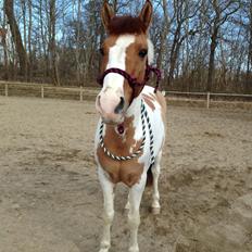 Hollandsk Sportspony Pablo P. (Nuttie) Solgt og savnet!!:'-(