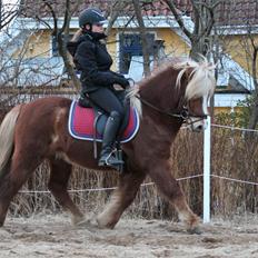 Islænder Ormur frá Tókastöðum  ~MinVildbasse<3~