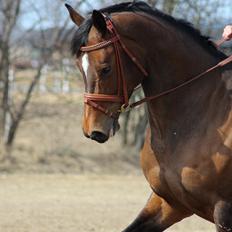 Dansk Varmblod Wolhøjgaards Palira