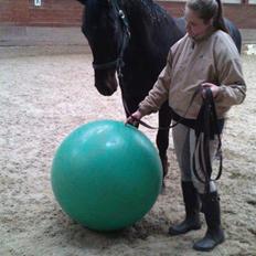 Dansk Varmblod Lillemarkens Afbricos (Bibbo).