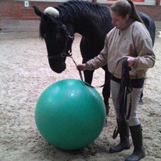 Dansk Varmblod Lillemarkens Afbricos (Bibbo).