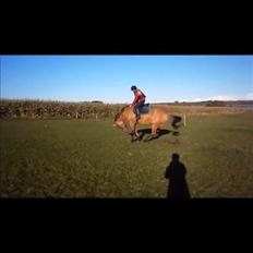 Anden særlig race Sweedy<3