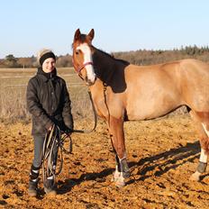 Pinto Be-Dancer Højgård (PIN 625)