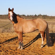 Pinto Be-Dancer Højgård (PIN 625)
