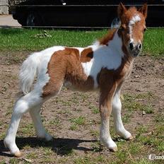 Miniature Egehøj´s Prestige Paranoia