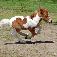 Miniature Egehøj´s Prestige Paranoia