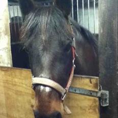 Anden særlig race Sveske