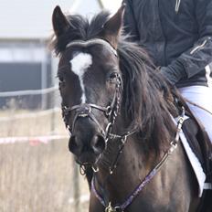 Svensk Sportspony  Blackie Brown :)