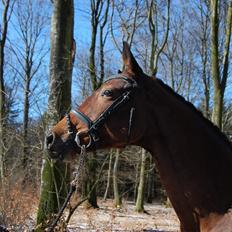 Trakehner Ankara H SOLGT