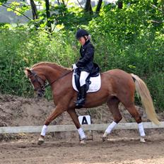 Welsh Pony (sec B) Kirkelodgaards Mischa